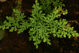 Selaginella braunii RCP7-06 246.jpg